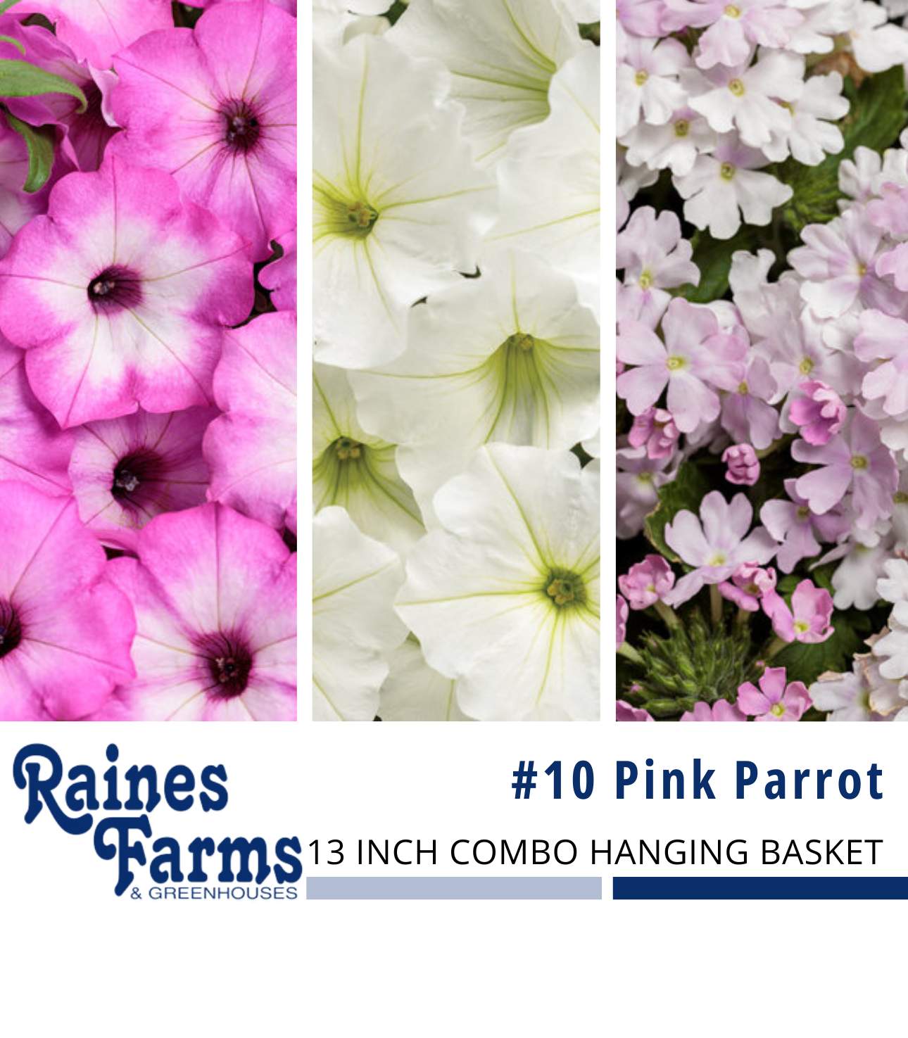 #10: Pink Parrot 13 Inch Combo Hanging Basket